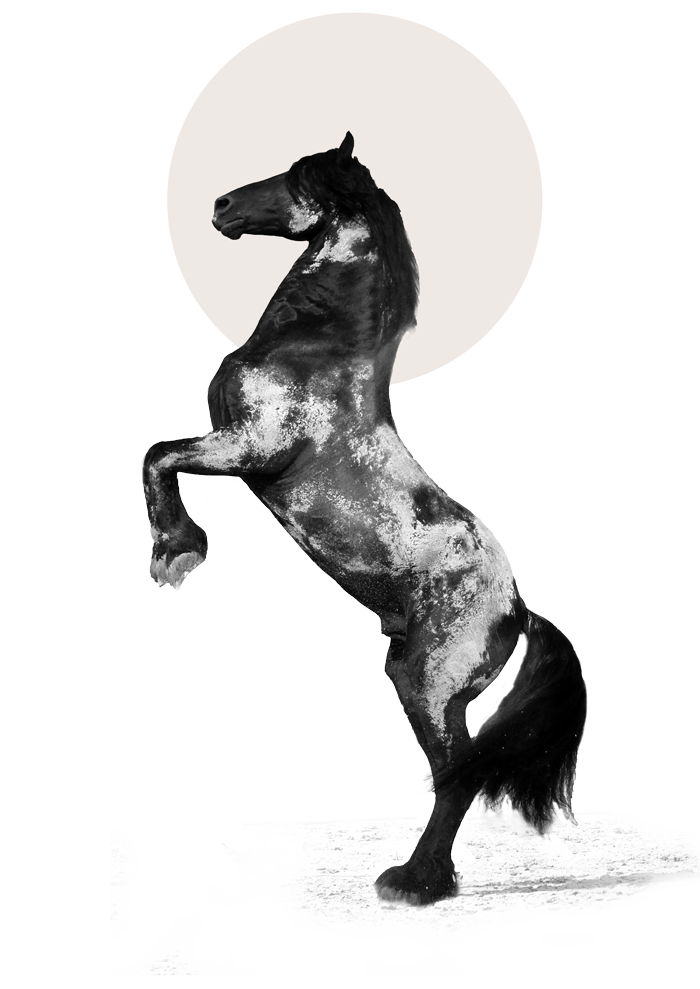 Etalon noir, cheval frison debout sur 2 pieds, Dordogne, reproduction